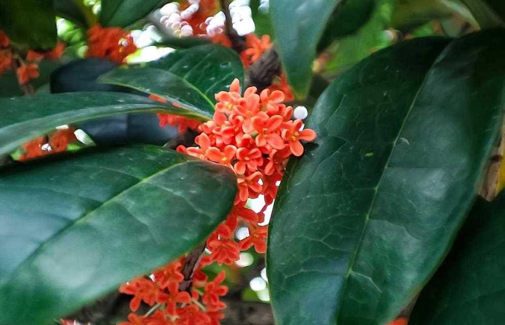 金桂花树的花语与寓意（花开富贵）