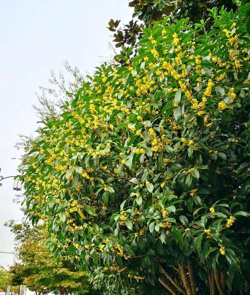 金桂花树的花语与寓意（花开富贵）