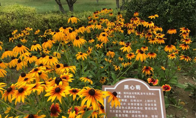 菊花的花语与象征意义（一朵菊花）