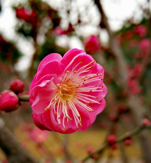 腊梅花语中的爱心（传递温暖与希望的腊梅花）