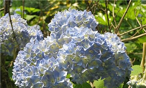 探寻八仙花的深层花语之蓝边花语解析（解读八仙花的蓝边花语）