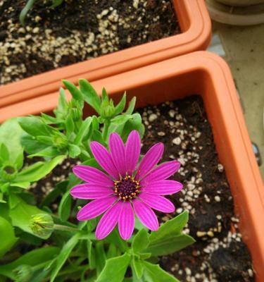 以蓝目菊花语是什么（探索蓝目菊花所代表的深意与情感）