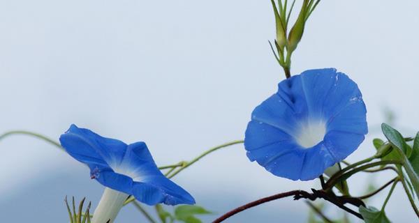 蓝色牵牛花的花语与寓意（探索蓝色牵牛花的美丽与神秘）