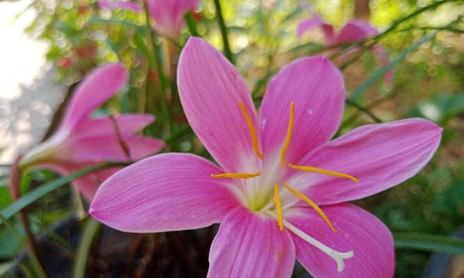 兰花语之美（探索兰花语的深层含义与神秘力量）