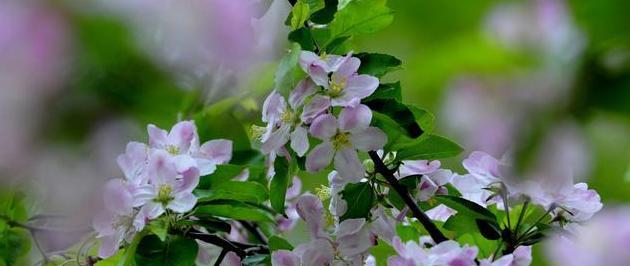 龙须海棠花语（以花开为证）