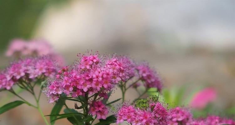 芦荟开花的花语（揭秘芦荟开花的寓意与象征）