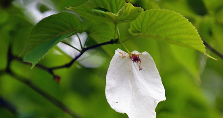 中国的鸽子树是什么植物（养护鸽子树的技巧）