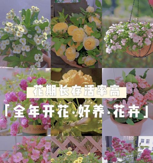 什么花一年四季开花又好养（盘点八种四季都开的花）