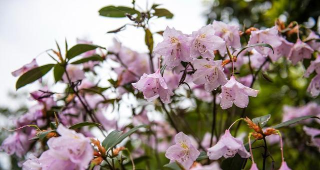 紫花杜鹃什么时候开花（了解紫花杜鹃花期简介）