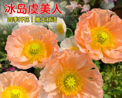 虞美人花怎么种植（虞美人种植时间和方法）