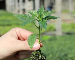 番茄种子怎么种植（番茄种植时间和方法）