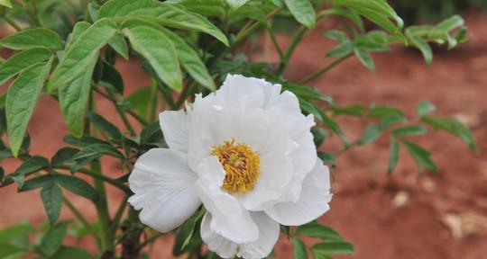 白芍如何种植（白芍的种植与管理技术）