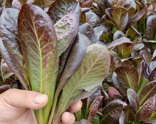 油麦菜什么时候播种（油麦菜种植方法和时间）