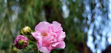 芙蓉花怎样养殖（有关芙蓉花养护知识）