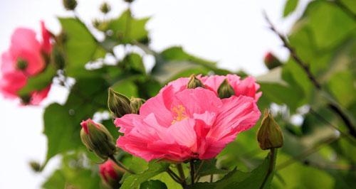 芙蓉花怎样养殖（有关芙蓉花养护知识）