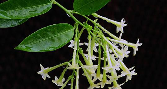 夜来香花期是几月份（夜来香的种植方法和时间）