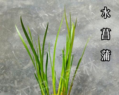 昌蒲草盆景怎么培养（昌蒲草的养殖方法讲解）