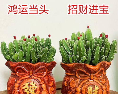 客厅什么植物好养活又好看（客厅最旺宅的植物推荐）