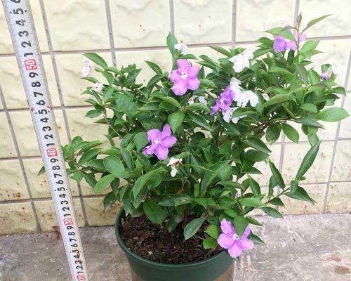 茉莉花用什么土栽培（茉莉花的种植与养护）