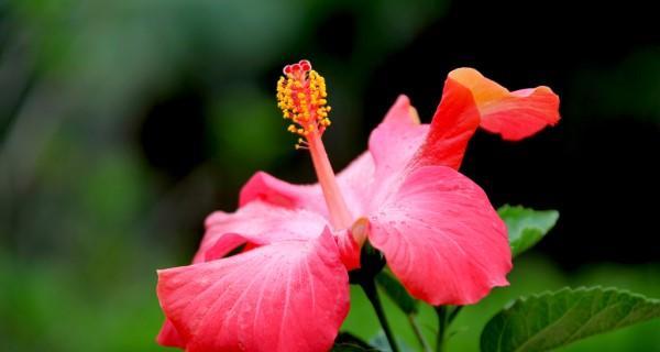 什么花是夏天开放（夏天的代表性花朵大全）