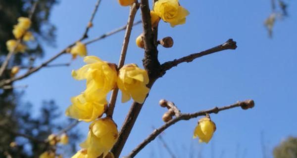 夏腊梅什么时候开花（关于腊梅的花期简介）