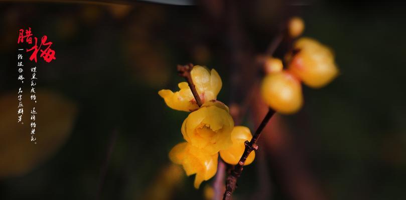 夏腊梅什么时候开花（关于腊梅的花期简介）