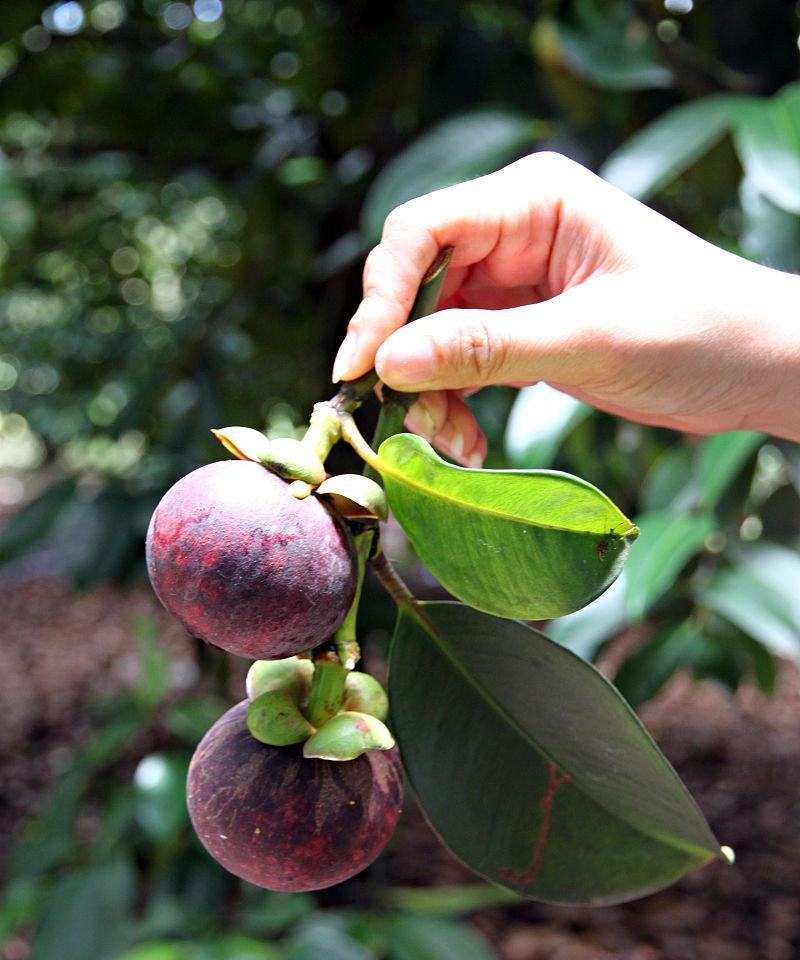 山竹种子怎么种植（山竹种植技术与管理）