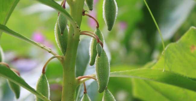 凤仙花种子怎么种植（凤仙花种植方法和时间）