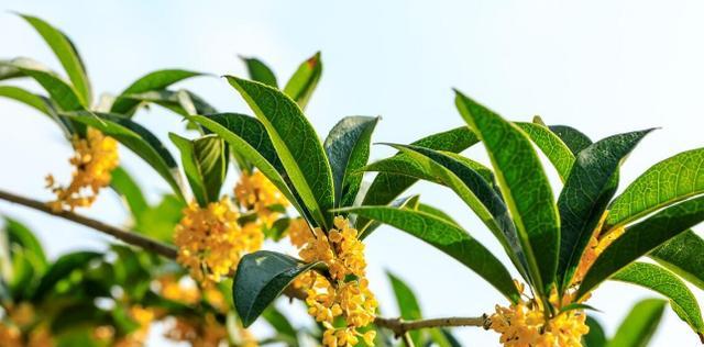 小叶桂花树有哪几种（桂花树品种图片大全）