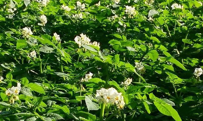 马铃薯怎样种植和施肥（马铃薯高产栽培技术）