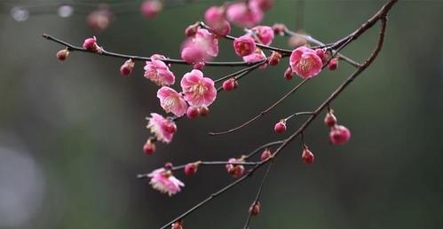 梅花是几月开花的（关于梅花的花期季节）