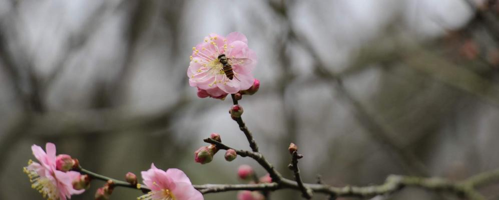 梅花是几月开花的（关于梅花的花期季节）