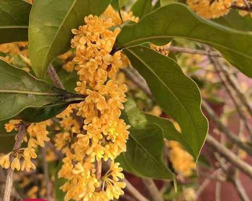 桂花树怎么养才开花多（有关桂花树栽培技术）