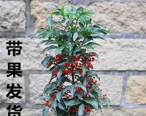 喜阴的室外植物花卉有哪些（适合室内常年放在的绿植）