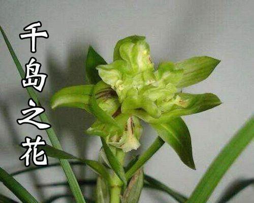 兰草如何养殖（兰草的栽培与种植技术）