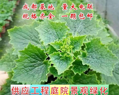 什么植物适合冬天养（盘点七种适合冬天养的植物）