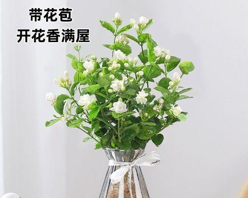 什么植物适合冬天养（盘点七种适合冬天养的植物）