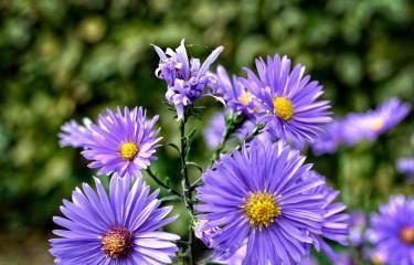 紫苑花怎么养才能开花（养护紫苑花的方法技巧）