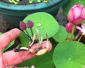 水莲花怎么养盆栽水培（水培莲花的养殖技巧）