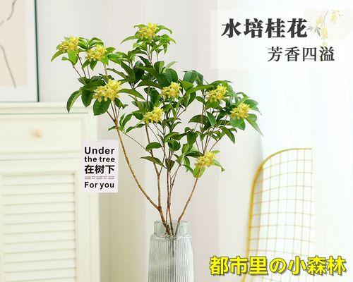 四季桂花树盆栽怎么养（盆栽桂花树的养护技巧）