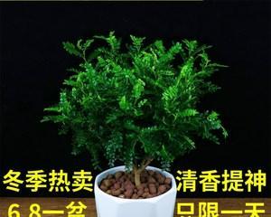 清香木驱蚊草怎么养好（驱蚊草养护方法与技巧）