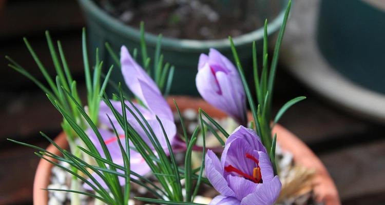 番红花什么时候开花（番红花种植时间和方法）