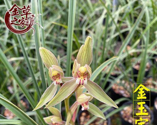 冬天种的花卉植物有哪些（盘点八种冬天常见的花卉）