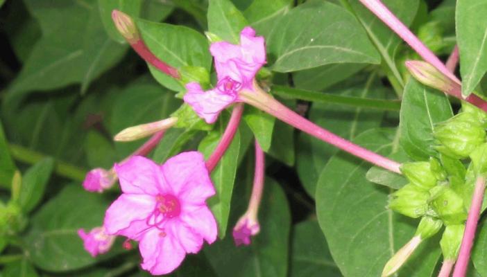 紫茉莉种子怎么种（紫茉莉种植注意事项）