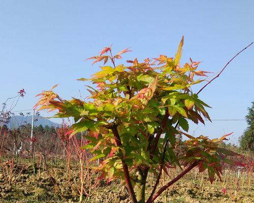 红枫树养殖方法和注意事项（红枫的养殖方法和注意事项）