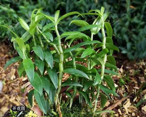 石斛在家怎样种植方法（阳台石斛养护知识）