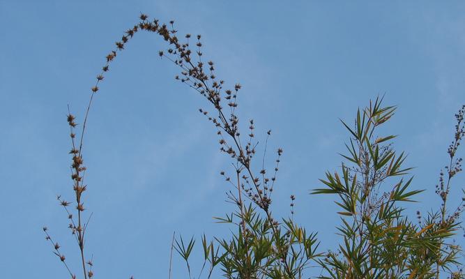 竹子开花预示着什么意思（揭示竹子开花现象的背后含义）