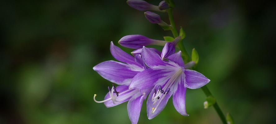 紫色百合花（探索紫色百合花的象征意义与美丽）