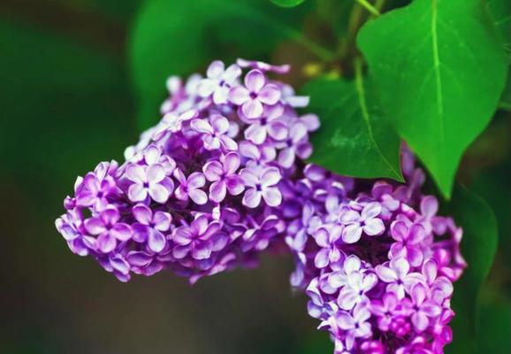 紫色丁香花的花语——寄托心灵的美丽（深紫丁香花语的意义及传达方式）