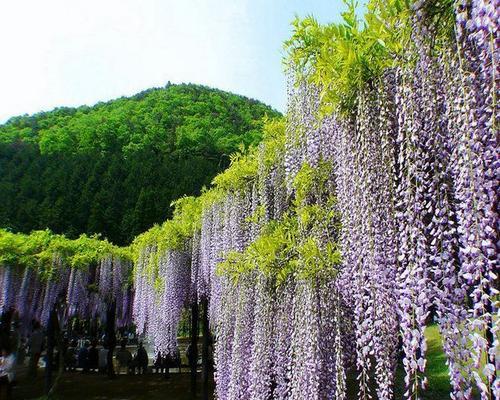 紫藤的花语与传说（探寻紫藤的神秘魅力与传承）